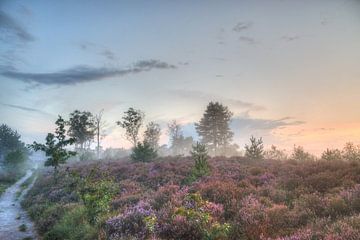 Den Treek Henschoten estate, heathland, ground fog and sunset by Watze D. de Haan