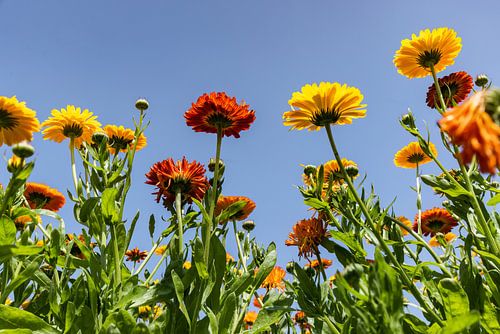 Goudsbloemen op een akker