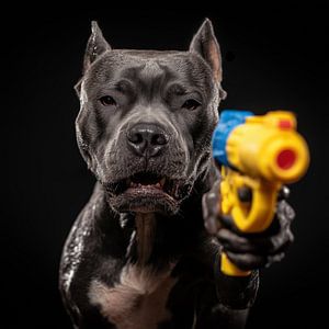 Wütender Pitbull mit Wasserpistole