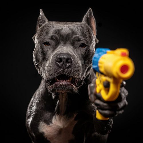 Boze pitbull met waterpistool