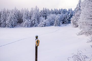 Langlaufen in het besneeuwde Thüringer Woud bij Floh-Seligenthal - Thüringen - Duitsland van Oliver Hlavaty