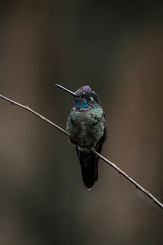 Colibri sur une branche de téré avec motif de plumes irisées