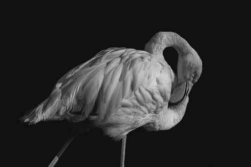 Elégant | flamant rose | fine art | noir et blanc