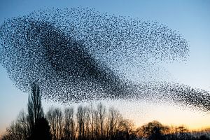 Schwarm von Staren (Sturnus vulgaris)