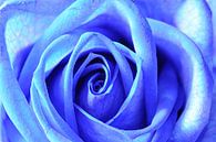 Blue rose with round edges par Wiljo van Essen Aperçu