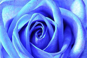 Blue rose with round edges von Wiljo van Essen