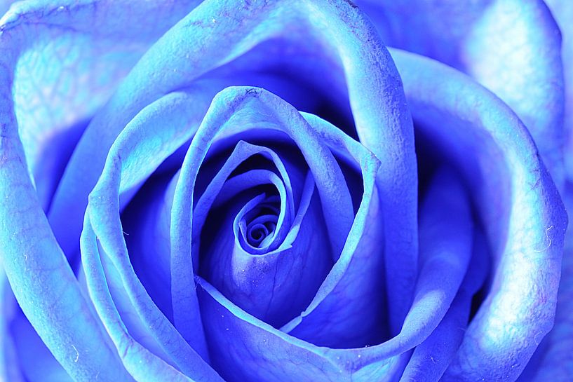 Blue rose with round edges par Wiljo van Essen