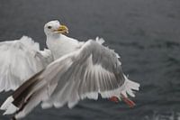 noorse stormvogel in de remmen