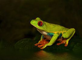 Rotäugiger Frosch von Tejo Coen