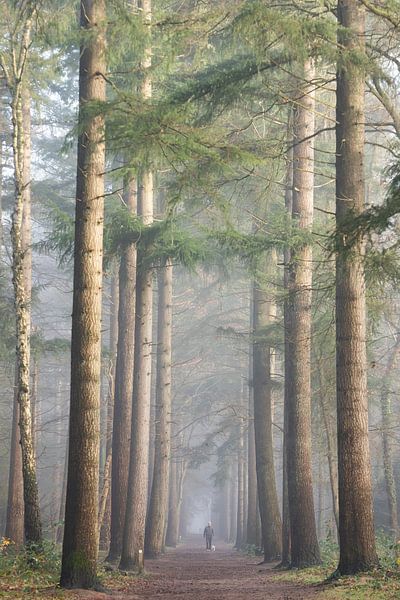 Laantje zonder eind in de mist! van Peter Haastrecht, van