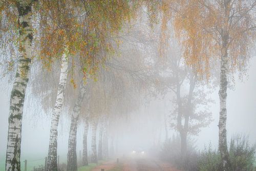Birches along a foggy country road with car