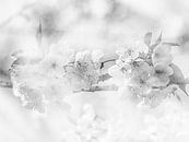 Blüte von Marije Rademaker Miniaturansicht