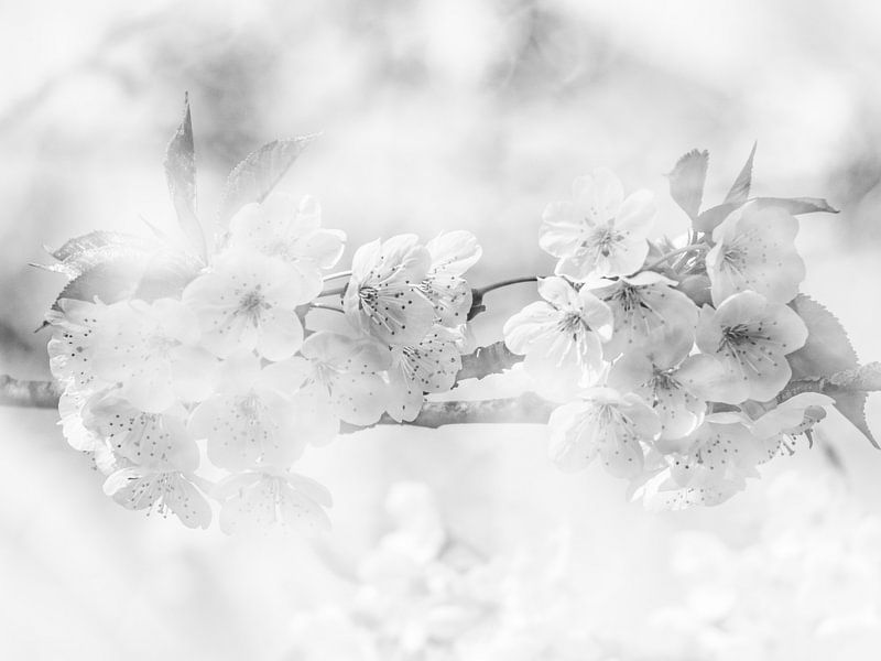 Blüte von Marije Rademaker