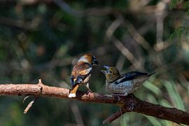 Hawfinch feeds young by Arthur van der Zwan