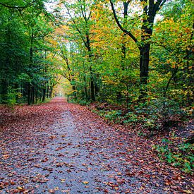 Herbst im Wald von MaSlieFotografie