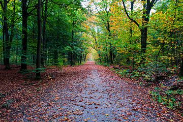 Autumn in the forest