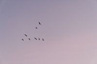 Vogels in de pastelkleurige lucht