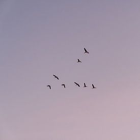 Vogels in de pastelkleurige lucht van sonja koning