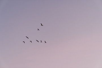 Vogels in de pastelkleurige lucht