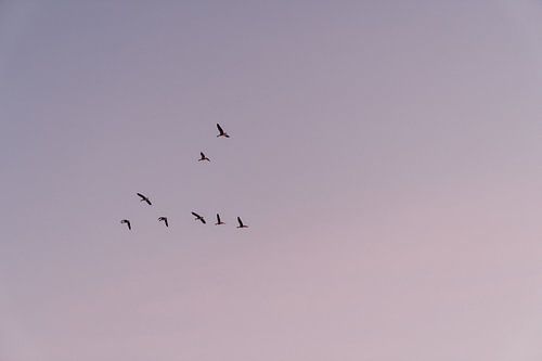 Birds in the pastel sky - The missing one