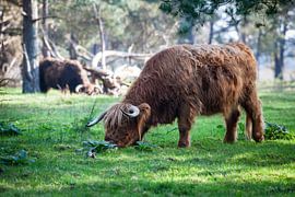 Scottish Highlanders in the woods by Rene  den Engelsman