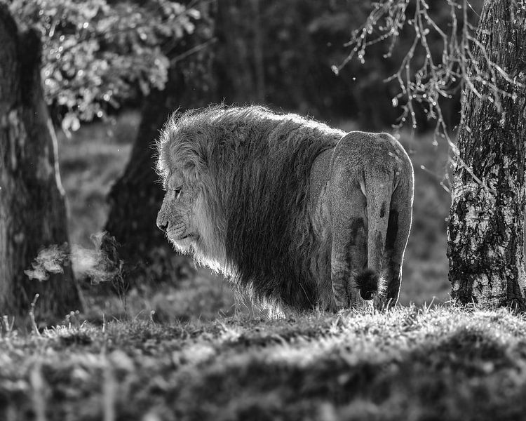 Mächtiger Löwe in der Abendsonne (schwarz-weiße Version) von Patrick van Bakkum