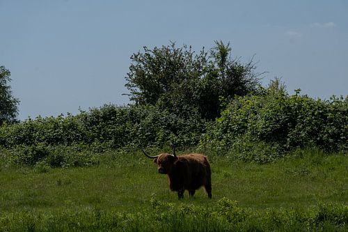 Schotse Hooglanders