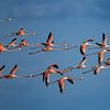 Flamant des Caraïbes sur Lex van Doorn