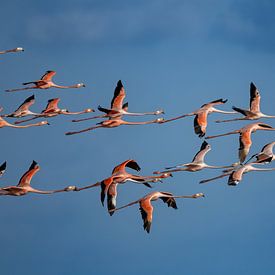 Karibik Flamingo's von Lex van Doorn