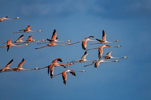 Karibik Flamingo's