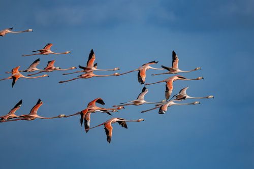 Caribbean Flamingo's