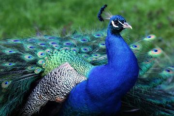 peacock by Margaretha Gerritsen