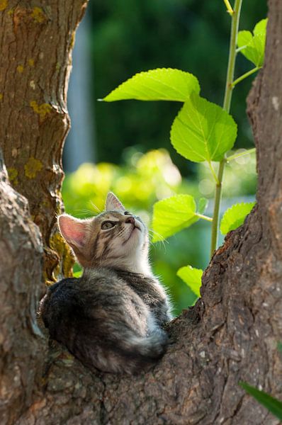 Kitten van Eugenio Eijck