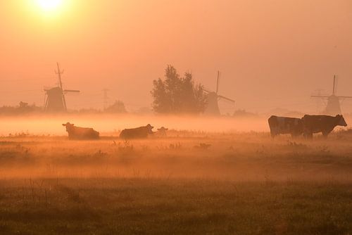 Der Polder ist früh.