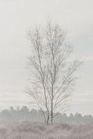 Lonely tree