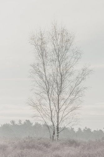 Eenzame boom van Ellen Metz