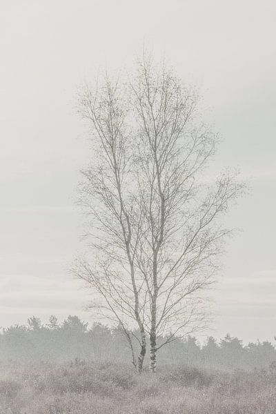 Lonely tree by Ellen Metz
