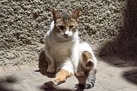 Staring cat on the ground