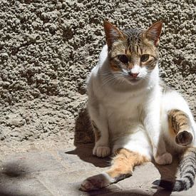 Starende kat op de grond van Sama Apkar