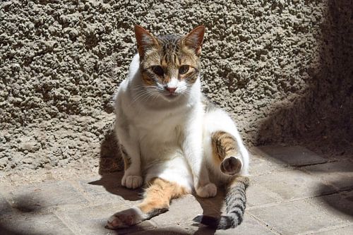 Staring cat on the ground