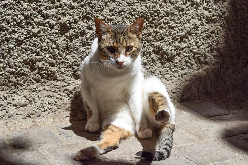 Staring cat on the ground by Sama Apkar