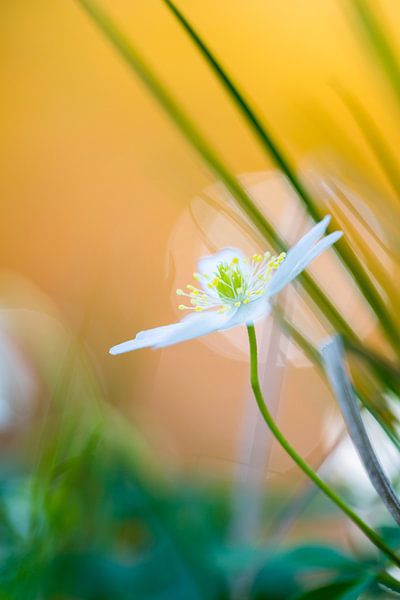 Wood anemone in bloom with reflections on a small river von Mark Scheper