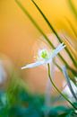 Wood anemone in bloom with reflections on a small river von Mark Scheper Miniaturansicht