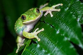 Smile!  von Ronald Zimmerman