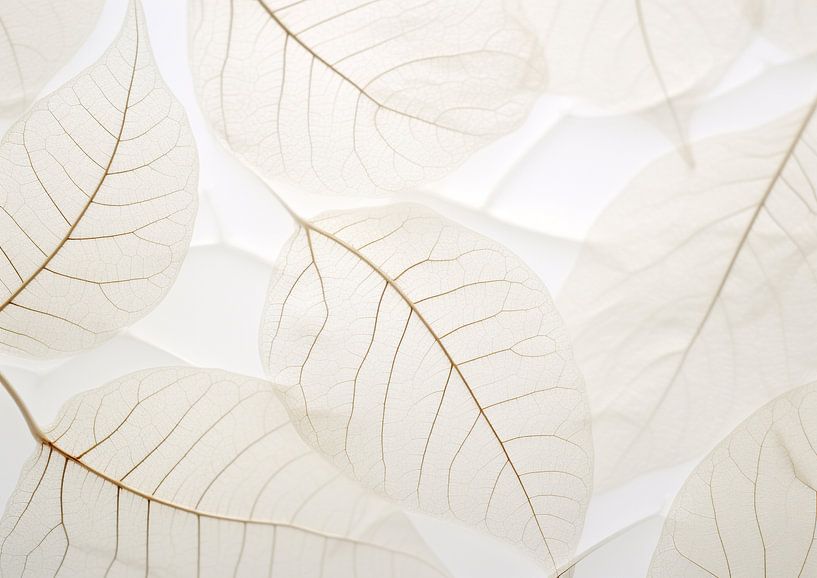 White silk leaves by Bianca ter Riet