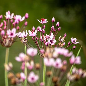 Spring by Anouk van der Schot