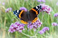Butterfly (Vanessa atalanta) on (Verbena bonariensis)