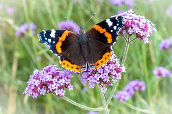 Papillon (Vanessa atalanta) sur (Verbena bonariensis)