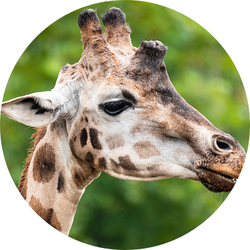Giraffe in close-up van KC Photography