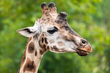 Giraffe von KC Photography